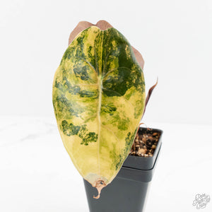 Alocasia 'Sedenii' Aurea Variegated (wk18-N)