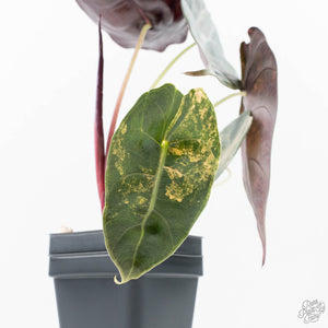 Alocasia 'Sedenii' Aurea Variegated (wk21-M) *Corming Size*