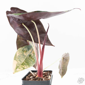 Alocasia 'Sedenii' Aurea Variegated (wk21-M) *Corming Size*