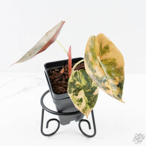Alocasia 'Sedenii' Aurea Variegated (wk24-E)