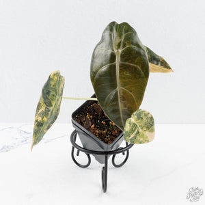 Alocasia 'Sedenii' Aurea Variegated (wk26-A)