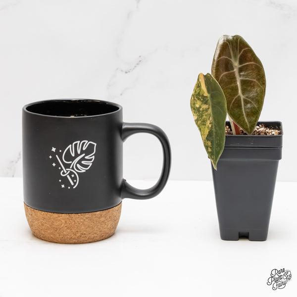 Alocasia 'Sedenii' Aurea Variegated (wk3-G)