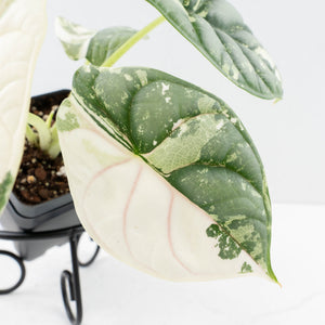 Alocasia 'Silver Dragon' albo variegated - Corming Size (wk31-A)
