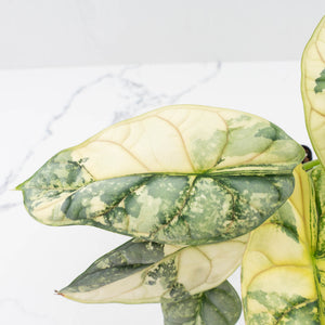 Alocasia 'Silver Dragon' Albo Variegated - Mother Plant (wk37-L269)