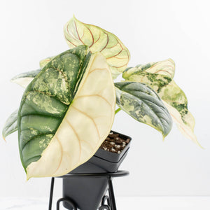 Alocasia 'Silver Dragon' Albo Variegated - Mother Plant (wk37-L269)