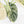 Alocasia 'Silver Dragon' Albo Variegated - Mother Plant (wk37-L269)