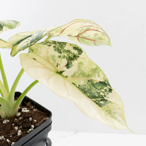 Alocasia 'Silver Dragon' Albo Variegated - Mother Plant (wk37-L269)
