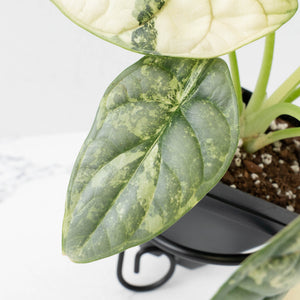 Alocasia 'Silver Dragon' Albo Variegated - Mother Plant (wk37-L269)