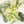 Alocasia 'Silver Dragon' Albo Variegated - Mother Plant (wk37-L269)
