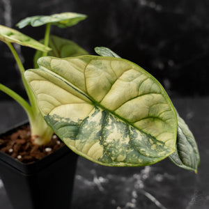 Alocasia 'Silver Dragon' Albo Variegated - Corming Size (wk42-L367)