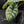 Alocasia 'Silver Dragon' Albo Variegated - Corming Size (wk42-L367)