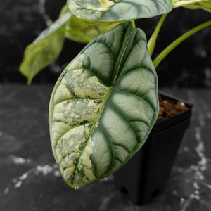 Alocasia 'Silver Dragon' Albo Variegated - Corming Size (wk42-L367)