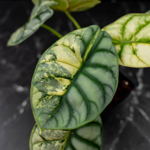 Alocasia 'Silver Dragon' Albo Variegated - Corming Size (wk42-L367)