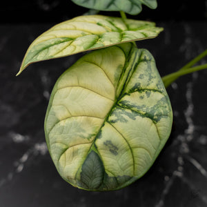 Alocasia 'Silver Dragon' Albo Variegated - Corming Size (wk42-L367)