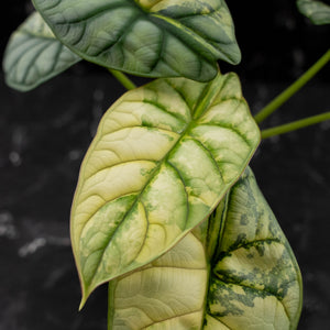 Alocasia 'Silver Dragon' Albo Variegated - Corming Size (wk42-L367)