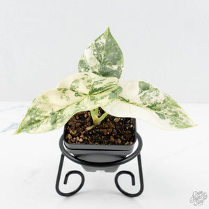 Alocasia 'Silver Dragon' albo variegated (wk19-O)