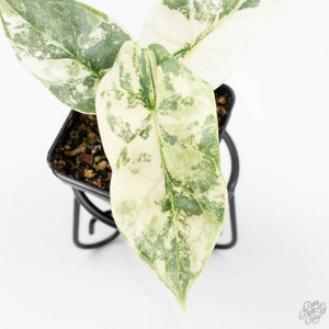 Alocasia 'Silver Dragon' albo variegated (wk19-O)