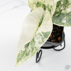 Alocasia 'Silver Dragon' albo variegated (wk19-O)