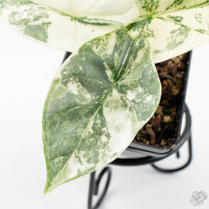 Alocasia 'Silver Dragon' albo variegated (wk19-O)