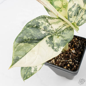 Alocasia 'Silver Dragon' albo variegated (wk22-B) *Exceptional Color*