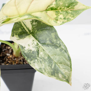 Alocasia 'Silver Dragon' albo variegated (wk22-B) *Exceptional Color*