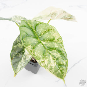 Alocasia 'Silver Dragon' albo variegated (wk23-B)