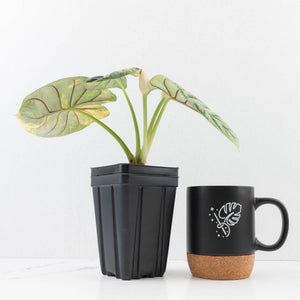 Alocasia 'Silver Dragon' Aurea Variegated - Corming Size (wk34-L76)
