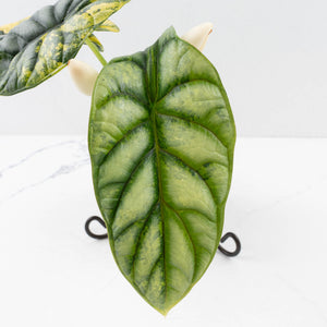 Alocasia 'Silver Dragon' Aurea Variegated - Corming Size (wk34-L76)