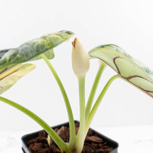 Alocasia 'Silver Dragon' Aurea Variegated - Corming Size (wk34-L76)