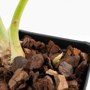 Alocasia 'Silver Dragon' Aurea Variegated - Corming Size (wk34-L76)