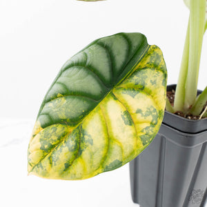Alocasia 'Silver Dragon' Aurea Variegated (wk23-A) *Corming Size*