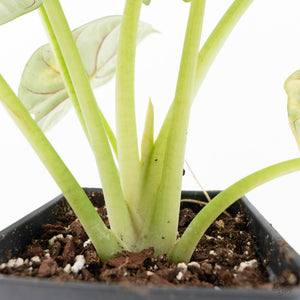 Alocasia 'Silver Dragon' Aurea Variegated (wk23-A) *Corming Size*