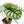 Alocasia 'Silver Dragon' Aurea Variegated (wk23-A) *Corming Size*