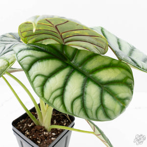 Alocasia 'Silver Dragon' Aurea Variegated (wk23-A) *Corming Size*
