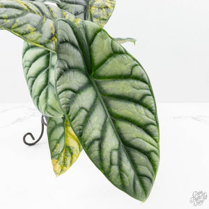 Alocasia 'Silver Dragon' Aurea Variegated (wk23-A) *Corming Size*