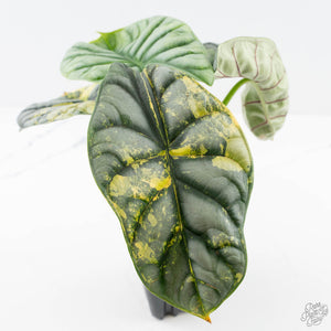 Alocasia 'Silver Dragon' Aurea Variegated (wk25-J) *Corming Size*