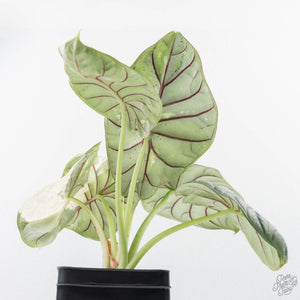 Alocasia 'Silver Dragon' albo variegated (wk22-S) *Corming Size*