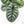 Alocasia 'Silver Dragon' albo variegated (wk22-S) *Corming Size*