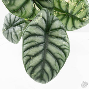 Alocasia 'Silver Dragon' albo variegated (wk22-S) *Corming Size*