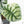 Alocasia 'Silver Dragon' albo variegated (wk22-S) *Corming Size*
