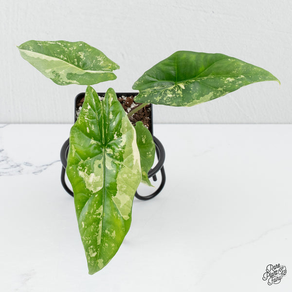 Alocasia 'Simpo' Albo Variegated *Grower's Choice*