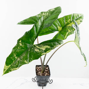 Alocasia 'Simpo' Albo Variegated - Corming Size (wk33-L11)