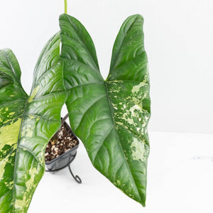Alocasia 'Simpo' Albo Variegated - Corming Size (wk33-L11)
