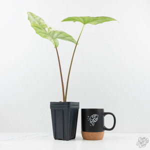 Alocasia 'Simpo' Albo Variegated (wk19-Q) *Corming Size*