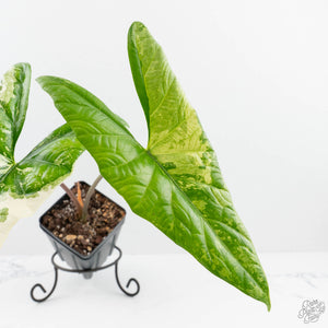 Alocasia 'Simpo' Albo Variegated (wk19-Q) *Corming Size*