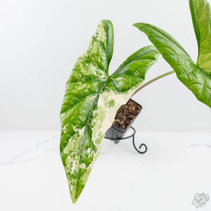 Alocasia 'Simpo' Albo Variegated (wk19-Q) *Corming Size*