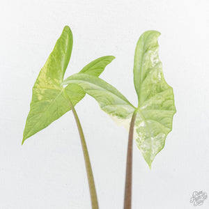 Alocasia 'Simpo' Albo Variegated (wk19-Q) *Corming Size*