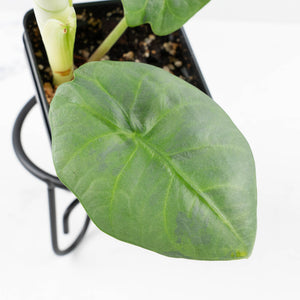 Alocasia Sintag Aurea Variegated (wk32-UJ)