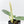 Alocasia Sintag Aurea Variegated (wk32-UJ)