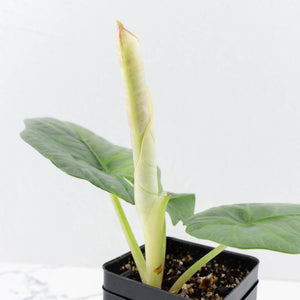 Alocasia Sintag Aurea Variegated (wk32-UJ)